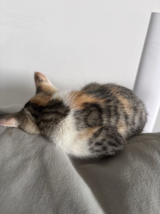 Котенок Девочка 2 месяца