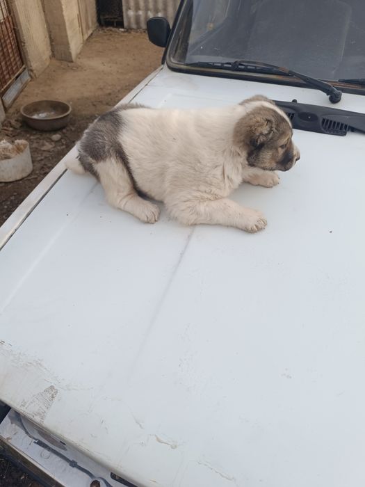 Щенок САО алабай