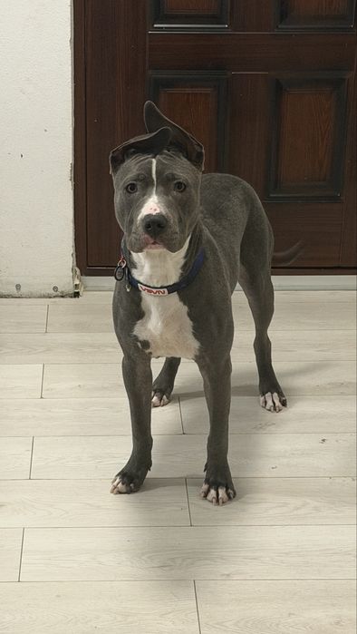 Amstaff blue mascul 10 luni