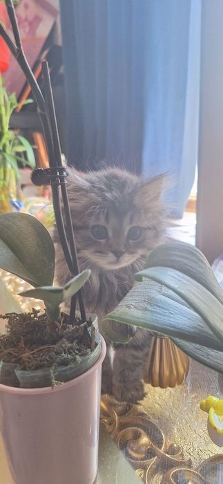 Продаётся кошка регдолл