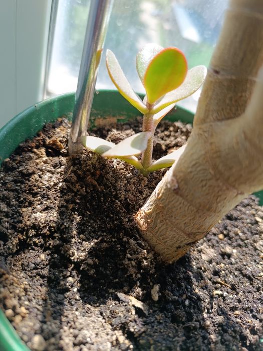 Денежное дерево отростки