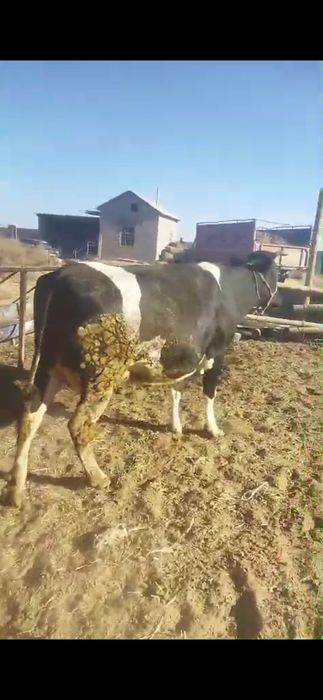 Черный пестрый сиыр