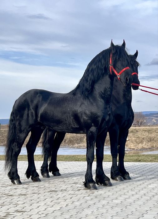 Armasari Frizieni Friesieni Friz Frizian