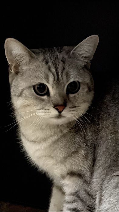 Шикарный Британский кот (серебристый табби / Вискас)