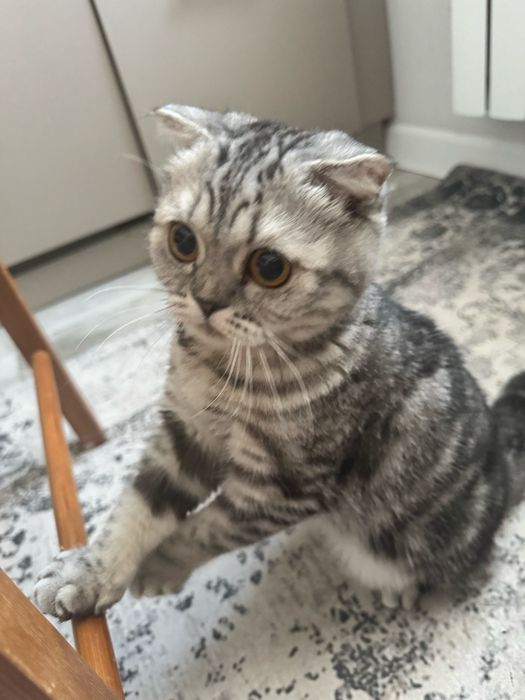 Вислоухая кошка мысық