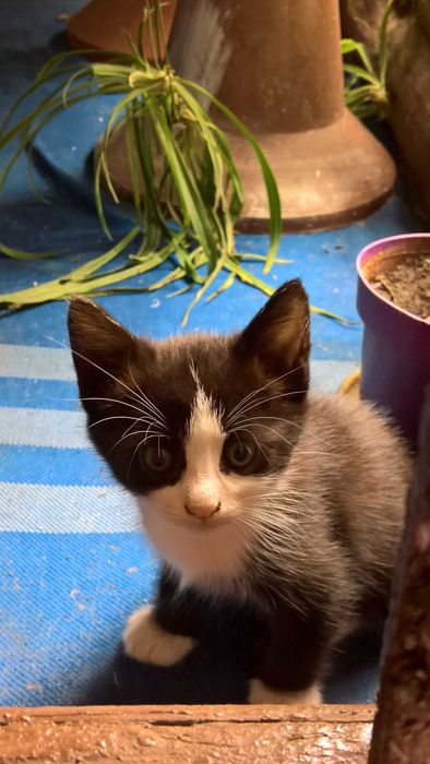 Котенце търси добри стопани