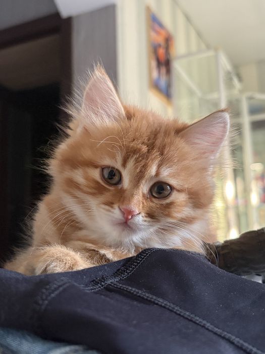Рыжий котенок девочка
