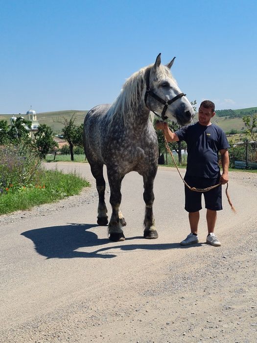 Iapa de 4 ani de vânzare cu pedigree