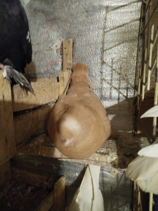 Продам голубеи разных