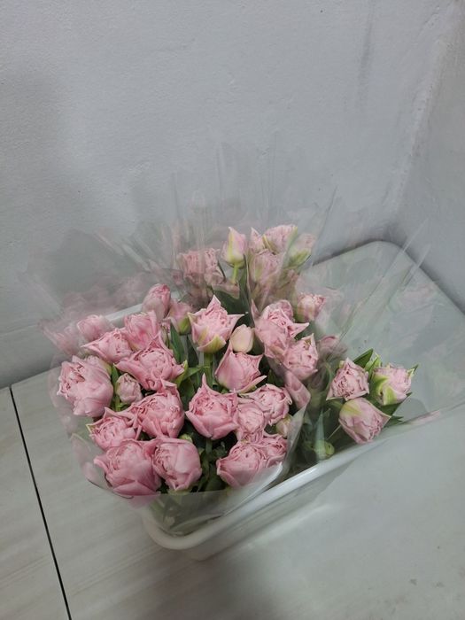 Тюльпаны в наличии Алматы.