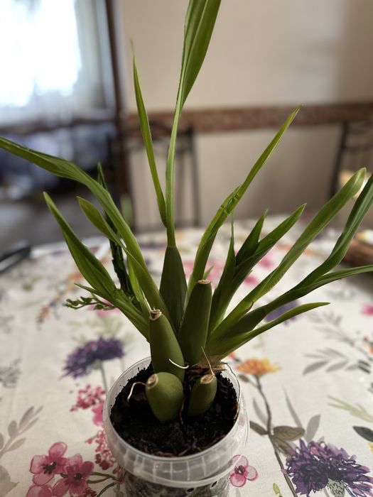 Орхидея Цимбидиум