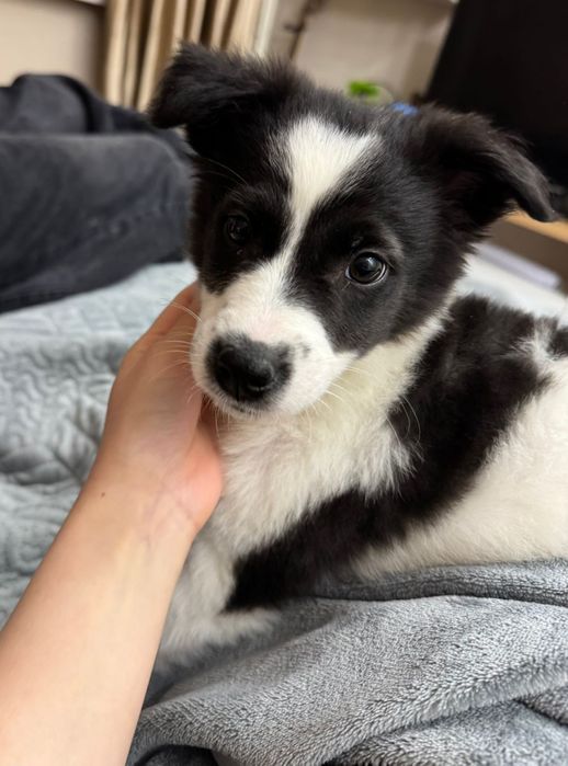 Щенок ищет любящую семью