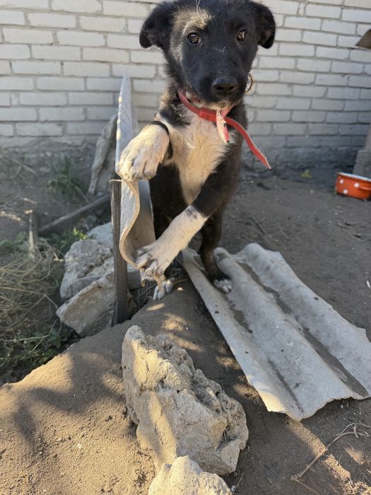 Мальчик щенок на цепи