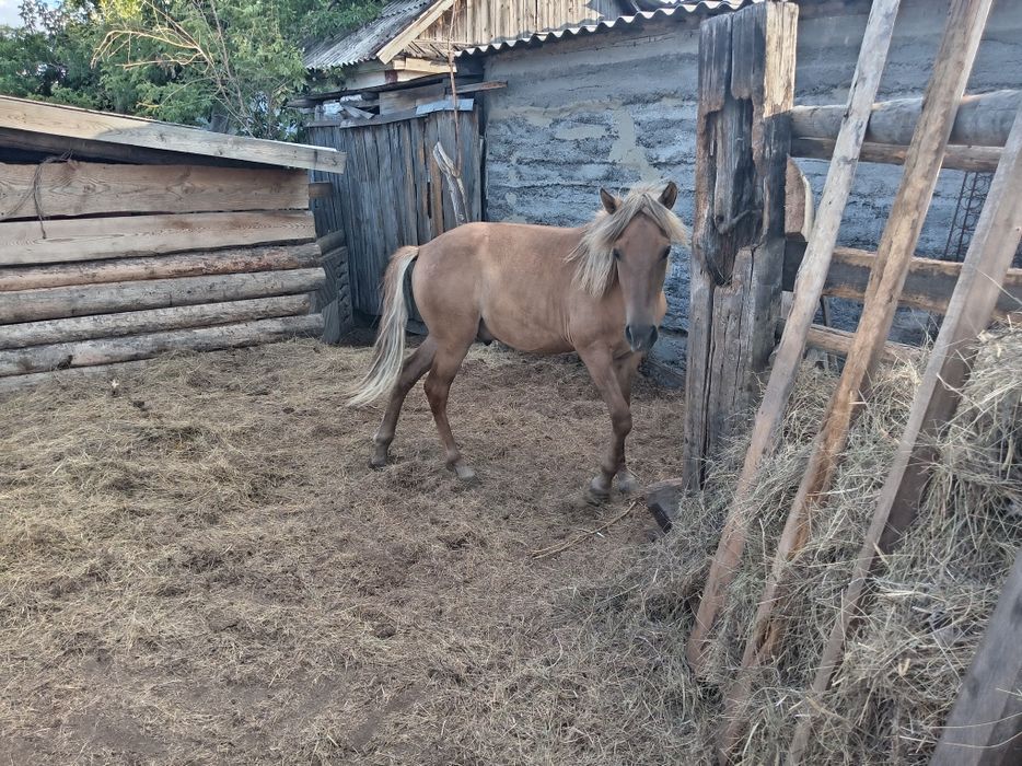 Продам на откорме