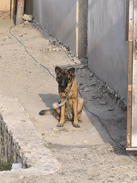 Продаётся Немецкая овчарка