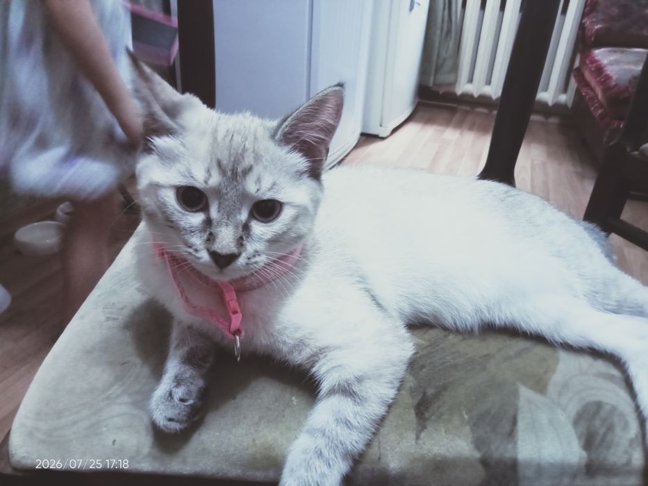 Отдам котёнка 5 месяцев