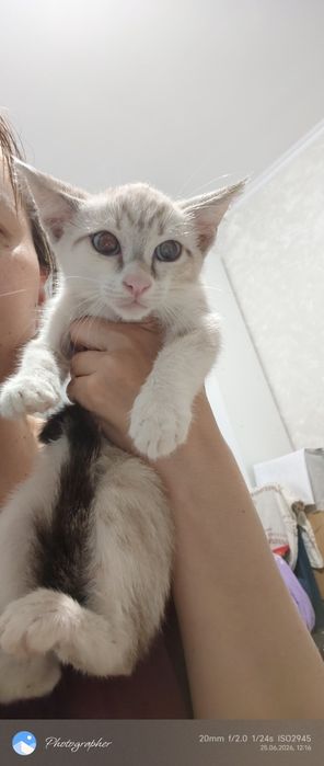 Девочка котенок Мия