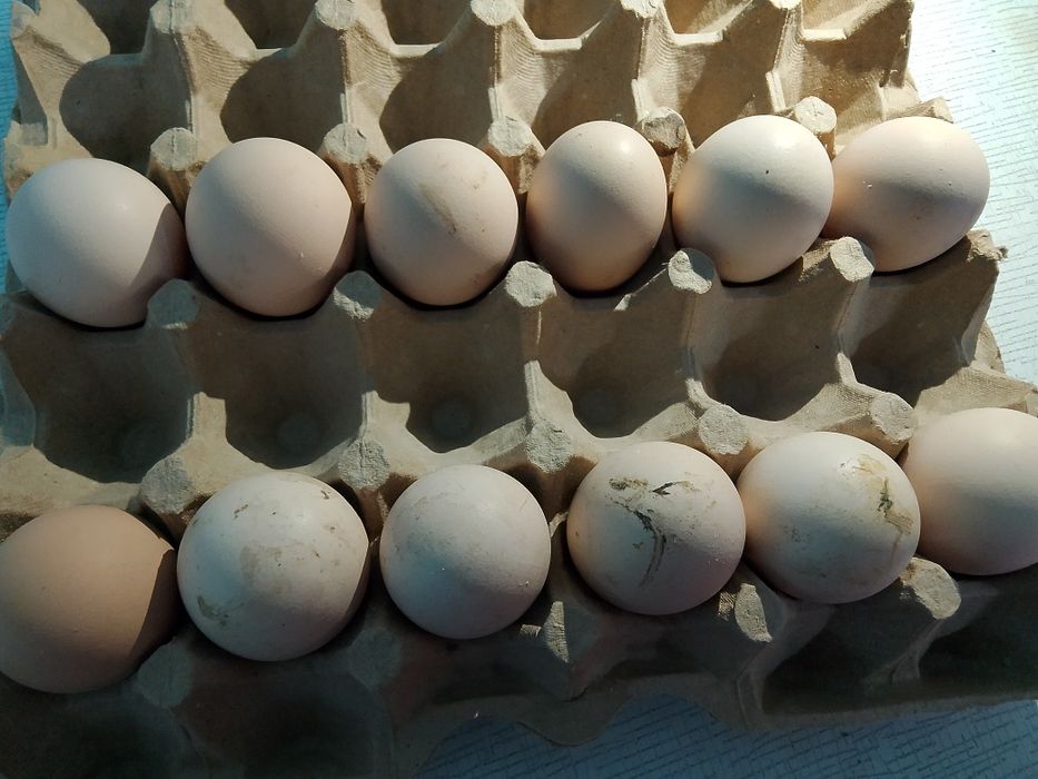 Qora Shahzoda tuxumlari