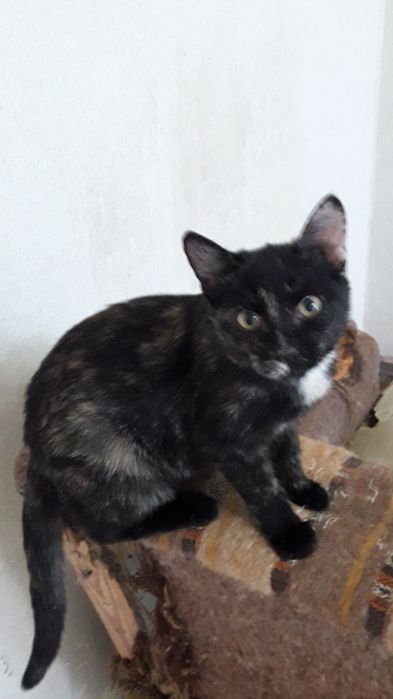 Пристраиваем молоденькую кошечку