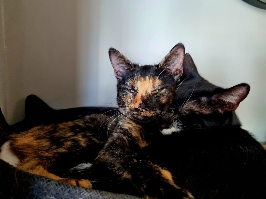 Търси осиновители