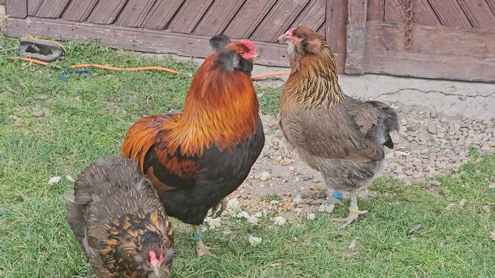 Oua din Rasa Araucana disponibile