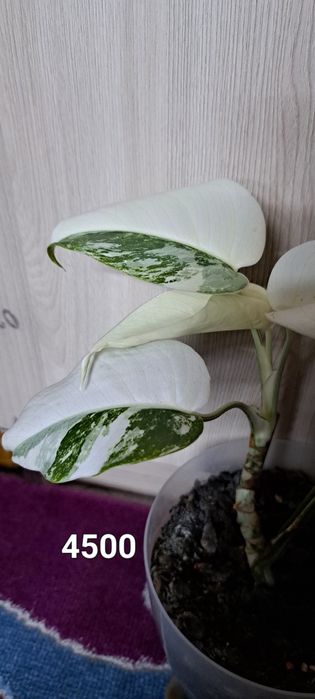 Цветы комнатные продам