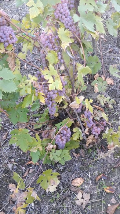 Vand struguri pentru vin