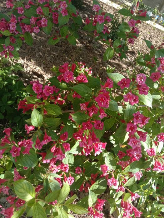 Девичий виноград,текома,кампсис,гортензия,вейгела,вечнозел.плющ,лиана