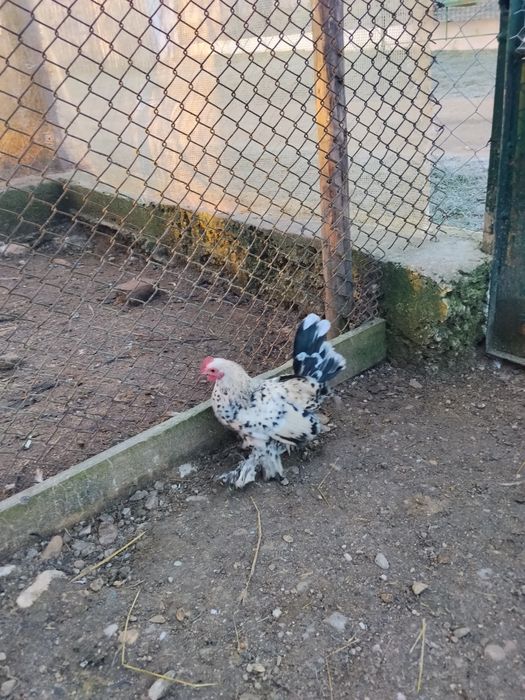 Schimb ce se vede ân poze