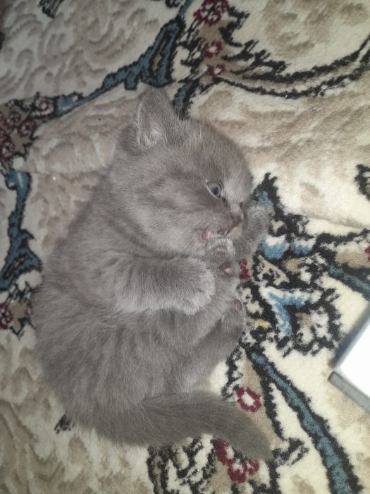 Скоттиш Страйт 1.5 месяцев