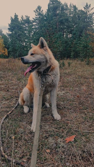 Дам акиту на вязку БЕЗПЛАТНО