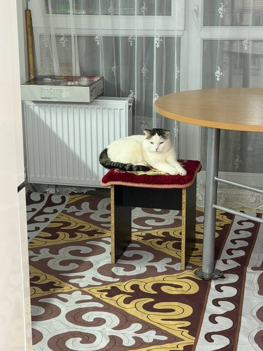 Кошка бесплатно. Мысық тегін
