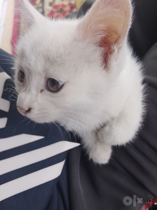 Котёнок маленькая девочка