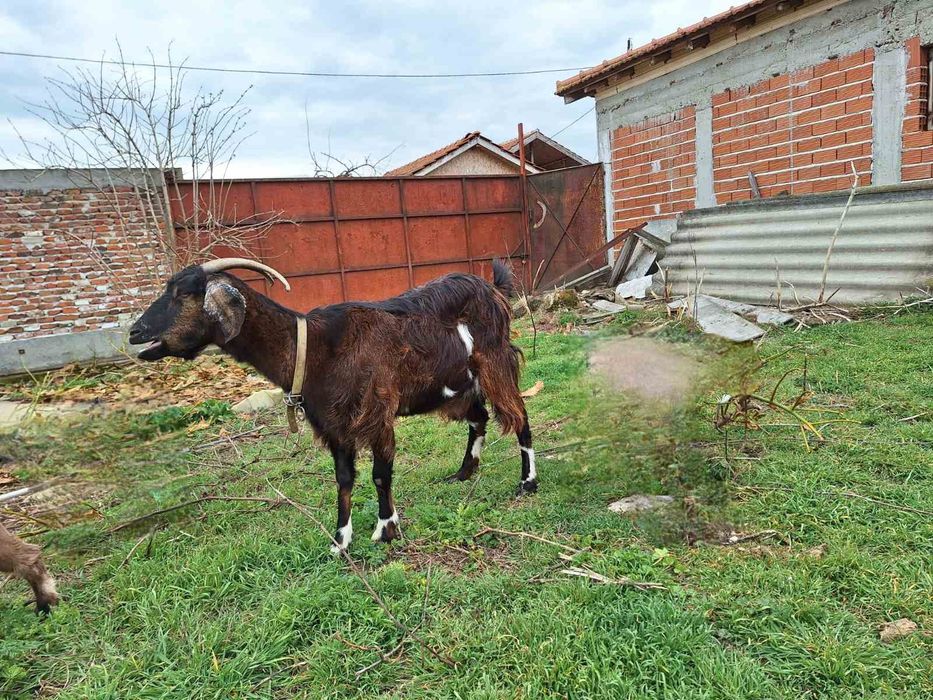Коза и женско яре