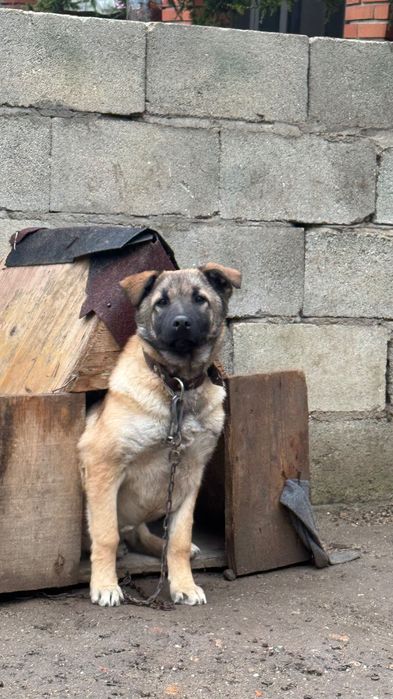 Продавам куче – смеска с Белгийска овчарка (Малиноа)