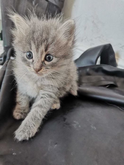 Котята бесплатно
