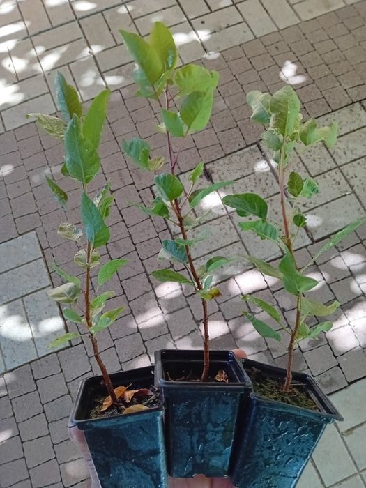 Продавам фиданки Шам фъстък Целогодишно разсаждане!