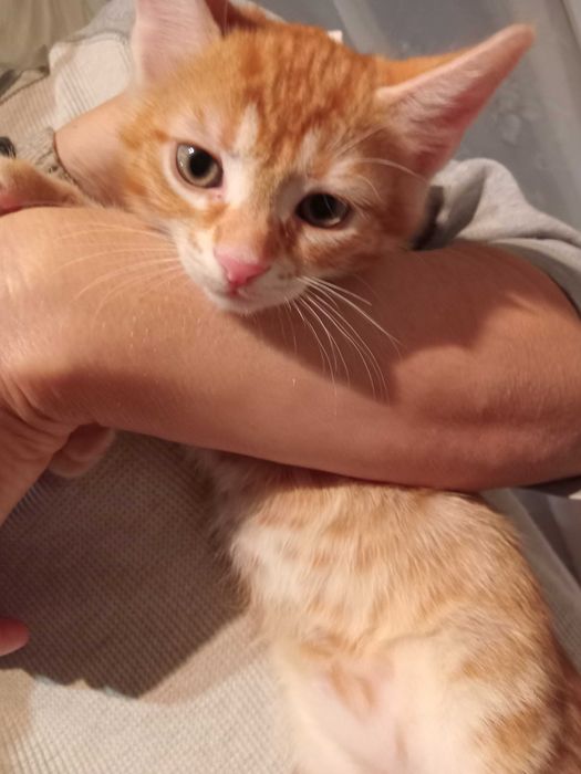 Подарявам котенца