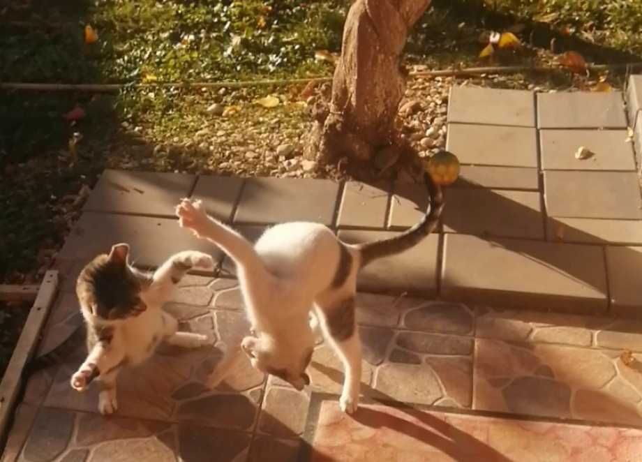 Donez pisici si motanei