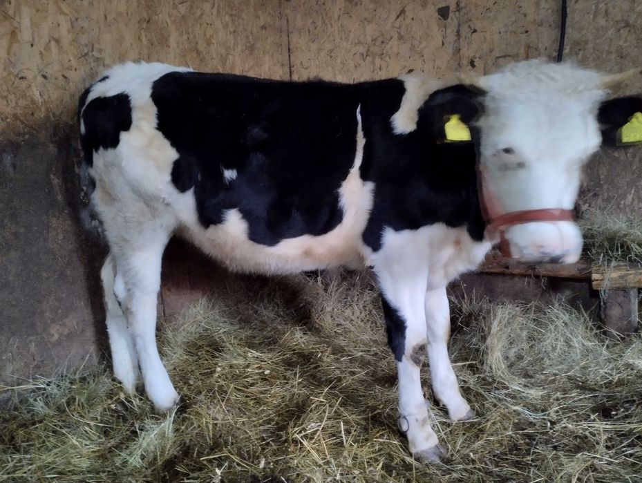 Vând vitea de un an