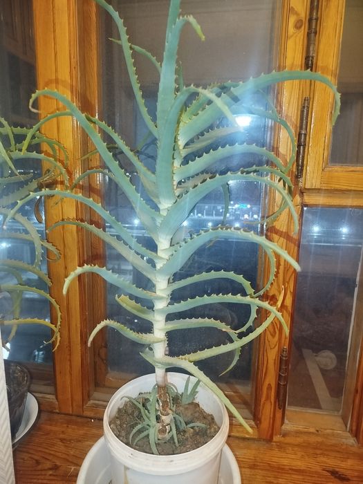 Алое лечебное.Алоэ лечебное