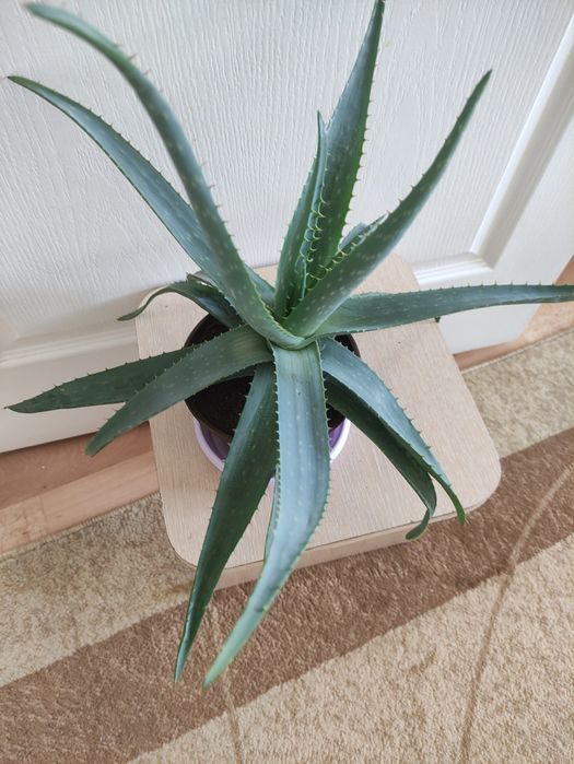 Алоэ                       ..