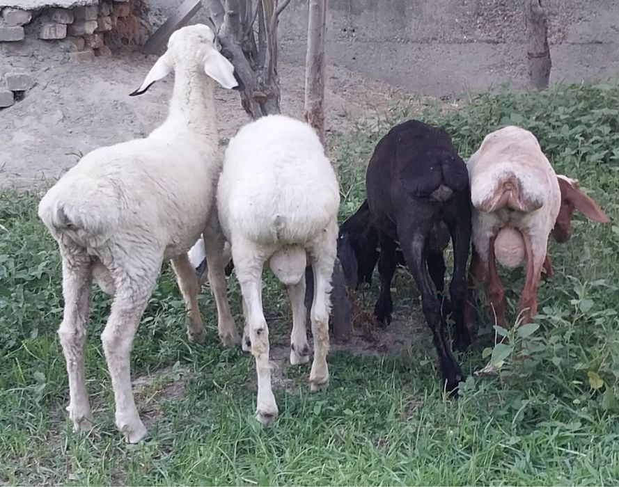 Сифатли кучкорчалар сотилади.