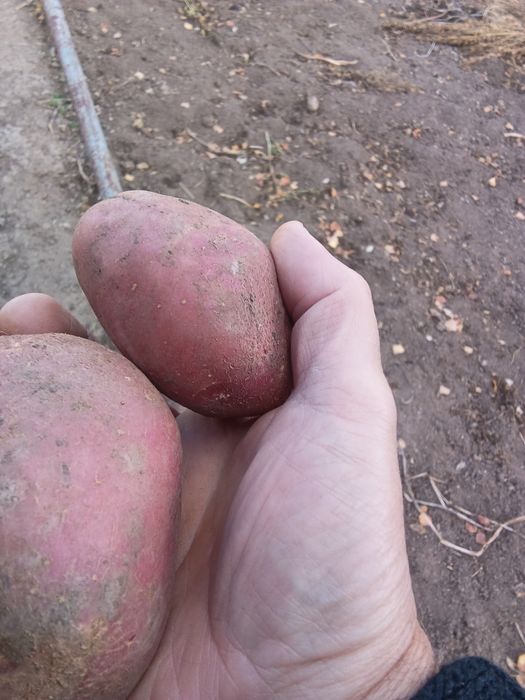 Кортофель домашний