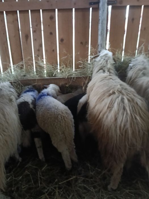 Miei de vânzare kg 23