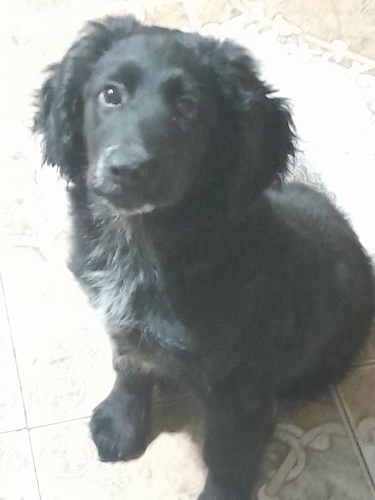 Отдадим щенка в добрые руки