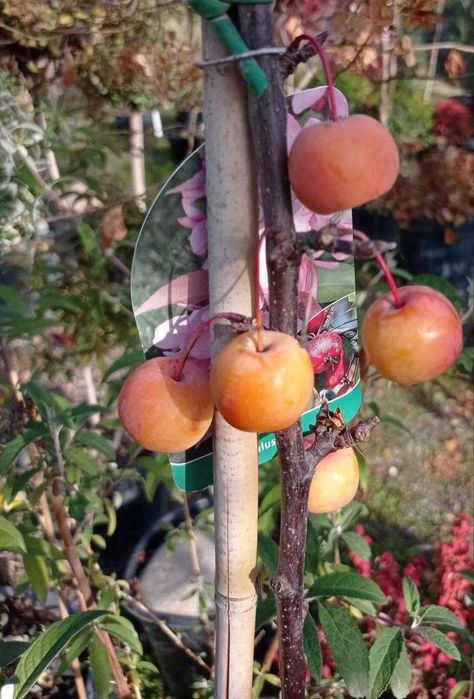 Ранетки импортные