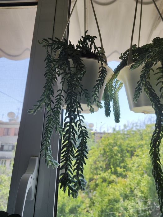 Продается суккулент