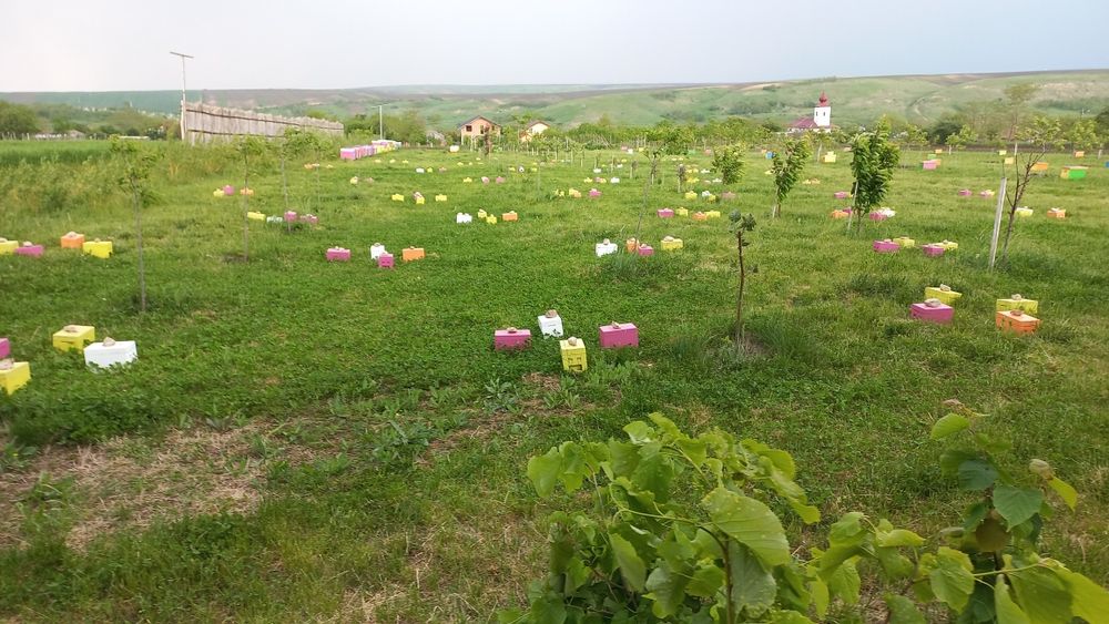 Matci carnica selecționate