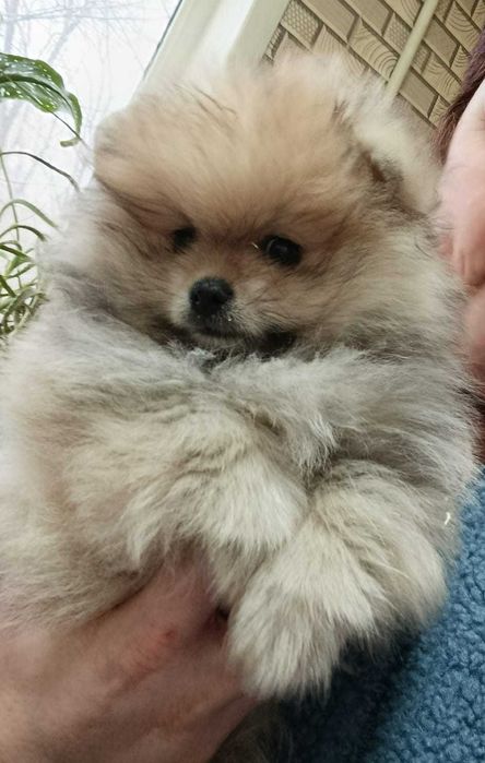 Очень красивые щенки породы Шпиц.